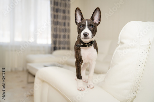 Basenji puppy stands on the armrest of a white leather sofa