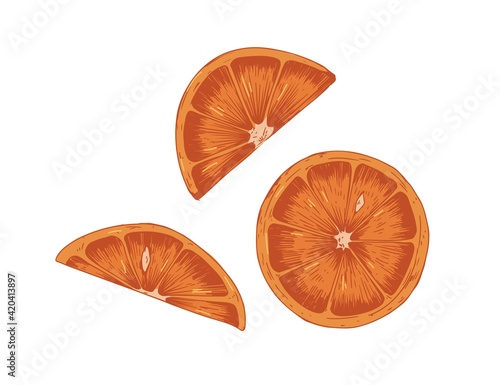 Pieces, slices, segments and sections with peel and seeds of red orange. Parts of dry citrus fruit. Hand-drawn colored vector illustration isolated on white background