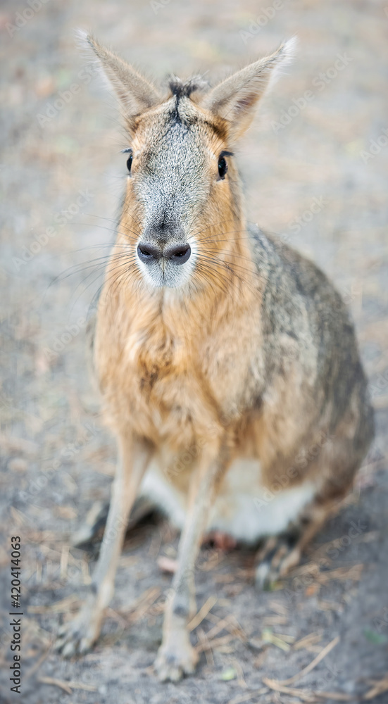 Fototapeta premium Patagonian mara (Dolichotis patagonum), large rodent in the mara. Patagonian cavy, Patagonian hare or dillaby. These relatives of guinea pigs are common in the Patagonian steppes of Argentina