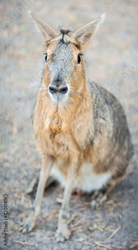Patagonian mara (Dolichotis patagonum), large rodent in the mara. Patagonian cavy, Patagonian hare or dillaby. These relatives of guinea pigs are common in the Patagonian steppes of Argentina