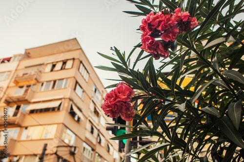 Photography Low angle view of blooming plant with buildings on blurred background, Istanbul,