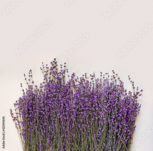 Purple lavender for celebration decoration design on bright paper background. Vintage floral card.