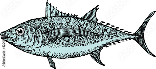 Thon, Tuna, Thunnus