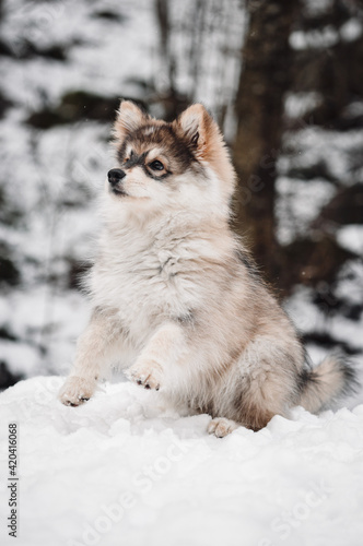 Portrait of a young puppy Finnish Lapphund dog