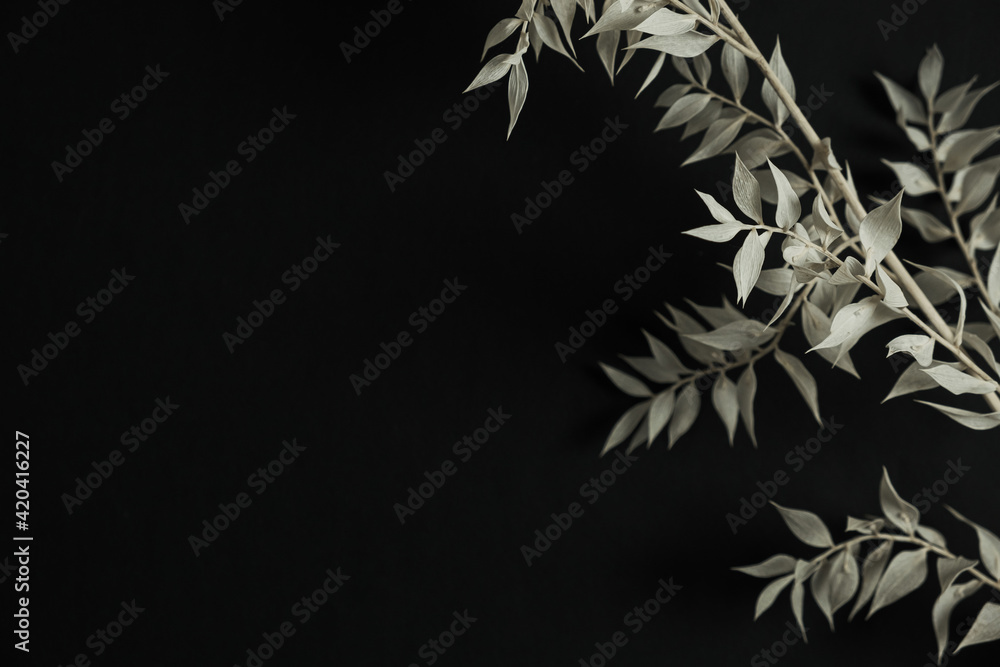 Pale green dry plant branch on black background. Aesthetic minimal stylish still life floral composition.