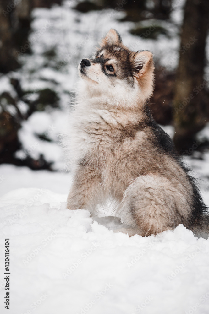 Fototapeta premium Portrait of a young puppy Finnish Lapphund dog