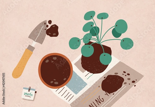 Replanting of Pilea Peperomioides into pot with soil. House plant transplanting. Home gardening and horticulture. Colored flat vector illustration of houseplant removing or transferring