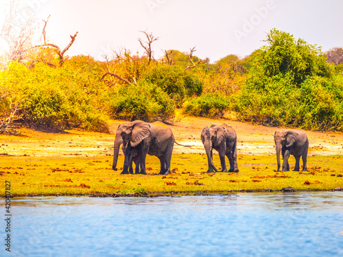 Elephants at the african river