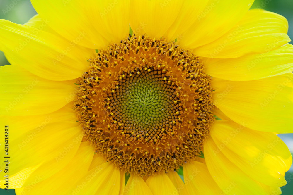 Obraz premium Sunflower plant macro view. Natural yellow petals and pattern agriculture plant close-up. Shallow depth of field photo