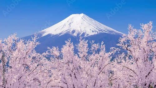 富士山と風に揺れる満開の桜の3Dモーショングラフィックス / ループ再生可能 / 日本の春の象徴的イメージ / Mount Fuji and cherry blossoms in full bloom. The flowers are swaying in the wind. 3D rendered animation that can be played on a loop.