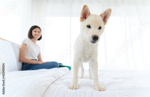 White Shiba Inu Japanese pedigree adorable puppy staying on bed with young woman in bedroom. Pet Lover concept