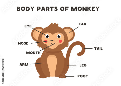 Body parts of the monkey. Scheme for children.