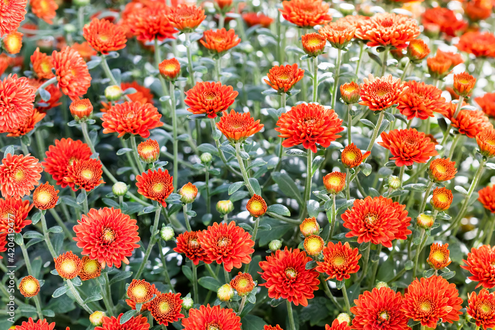 Red chrysanthemum flowers field background. Floral still life with many blooming mums. Selective focus photo