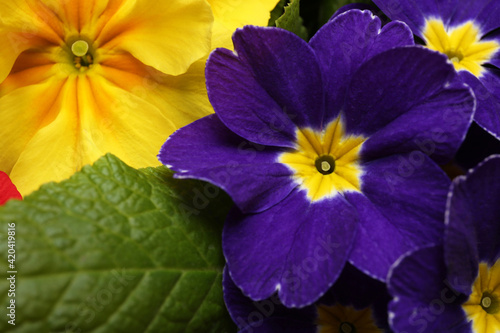 Beautiful primula (primrose) plant with purple flowers, top view. Spring blossom