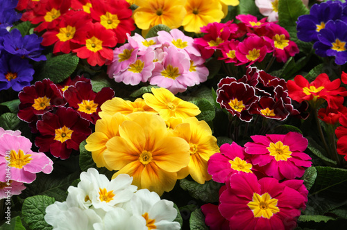 Beautiful primula  primrose  plants with colorful flowers as background  closeup. Spring blossom