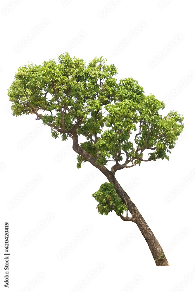 
tree green tree side view isolated on white background  for landscape and architecture layout drawing, elements for environment and garden, tree elevation