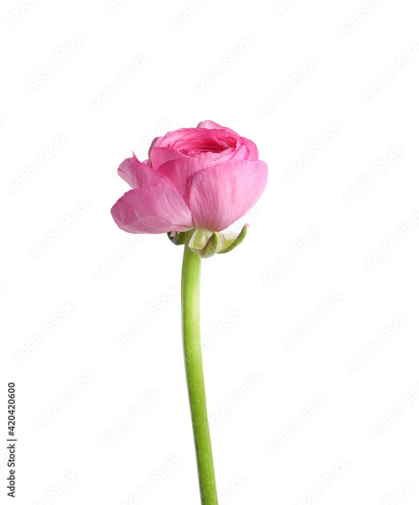 Beautiful fresh ranunculus flower isolated on white