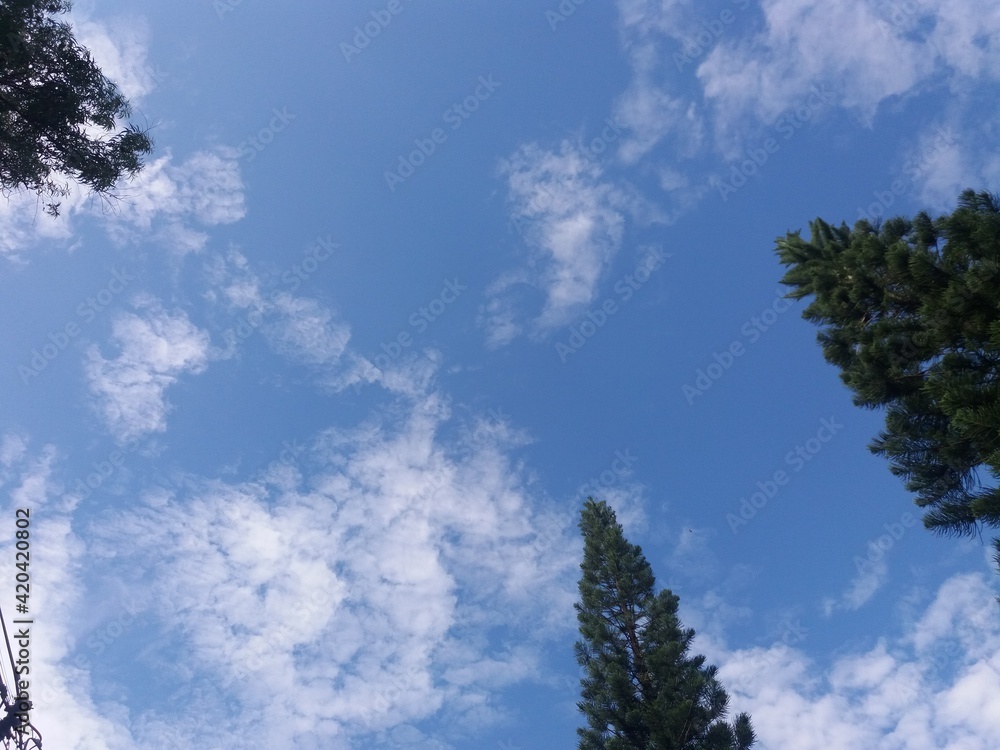 sky, clouds, and pine tree sky, clouds, and pine tree