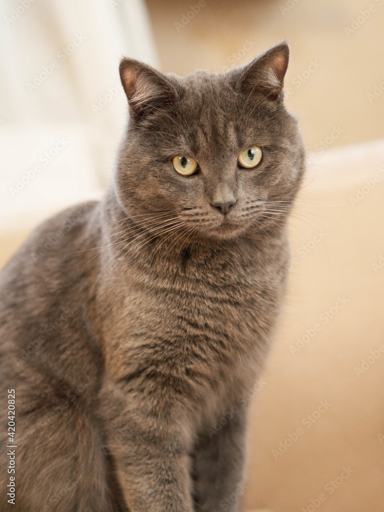 Gray smooth-haired cat with yellow eyes sits relaxed Gray smooth-haired cat with yellow eyes sits relaxed