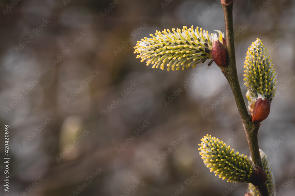 Yellow fluffy pussy willow twig, branch in Easter spring on blurry brown background Yellow fluffy pussy willow twig, branch in Easter spring on blurry brown background