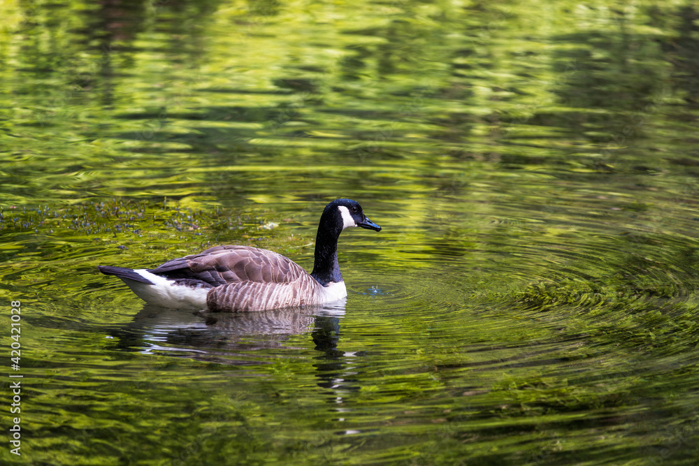A floating duck on green shining water.