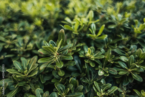 close up view of rhododendron bush with green leaves photo