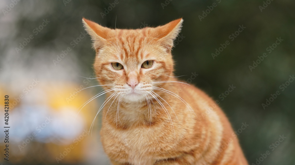 The cute cat view with the striped yellow fur and stearing the eyes