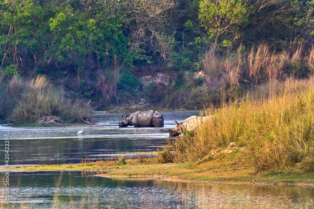 Greater One-horned Rhinoceros, Indian Rhinoceros, Asian Rhino, Rhinoceros unicornis, Wetlands, Royal Bardia National Park, Bardiya National Park, Nepal, Asia Greater One-horned Rhinoceros, Indian Rhinoceros, Asian Rhino, Rhinoceros unicornis, Wetlands, Royal Bardia National Park, Bardiya National Park, Nepal, Asia