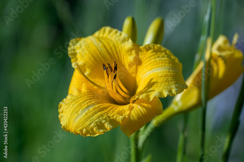 Daylily Stella de Oro