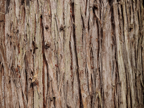 杉の幹 © COOL_K_CHOCO