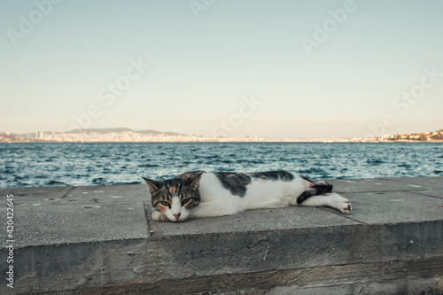 street cat lying on seafront under cloudless sky
