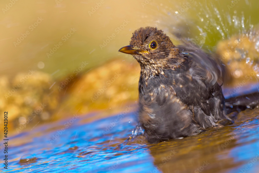 Obraz premium Blackbird, Turdus merula, Forest Pond, Mediterranean Forest, Castile and Leon, Spain, Europe