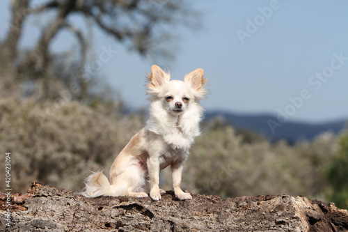 Chihuahua assis sur un tronc d arbre