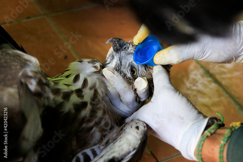 Yogyakarta, Indonesia, Jan 29, 2015. Elang Brontok or Hawk Eagle (Spizaetus cirrhatus) when getting eye treatment at the Wildlife Rescue Center.