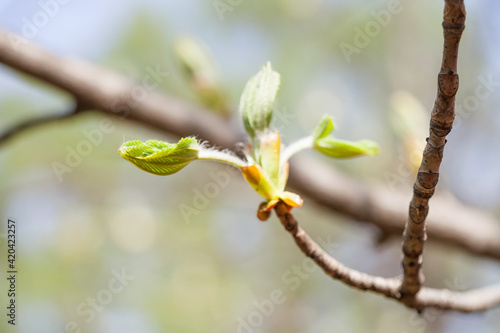 Horse chestnut bud bursting into leaves. Castania tree branch macro view. Shallow depth of field, soft focus background.