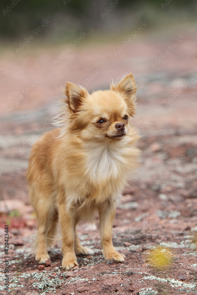 Chihuahua debout qui attend un bonbon Chihuahua debout qui attend un bonbon