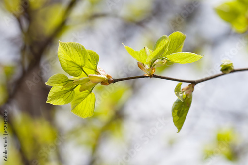 Linden tree branch with young fresh green leaves. Springtime in park landscape. Macro view shallow depth of field. Selective focus