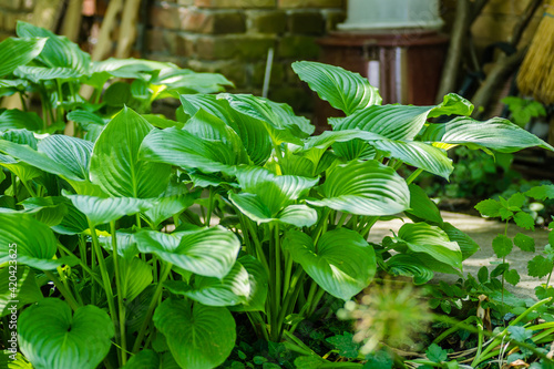 Ornamental plant - Hosta clausa green, a plant of shade and partial shade, with green leaves. photo