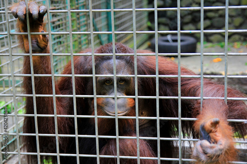 Yogyakarta, Indonesia, Jan 29, 2015. Bornean orangutan inhabitants of Jogja Wildlife Rescue Center who still has the opportunity to be returned to its natural habitat.