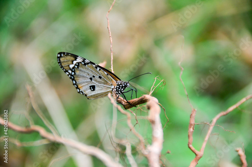 The monarch butterfly © Boy Nashruddin