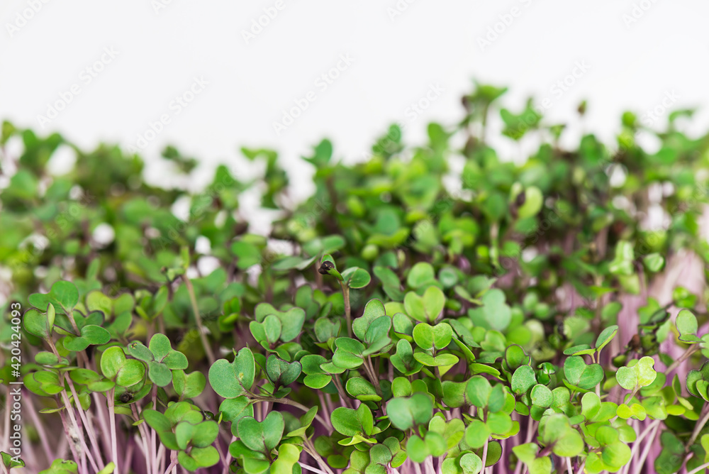 Cabbage sprouts on a white background. Cabbage sprouts on a white background.