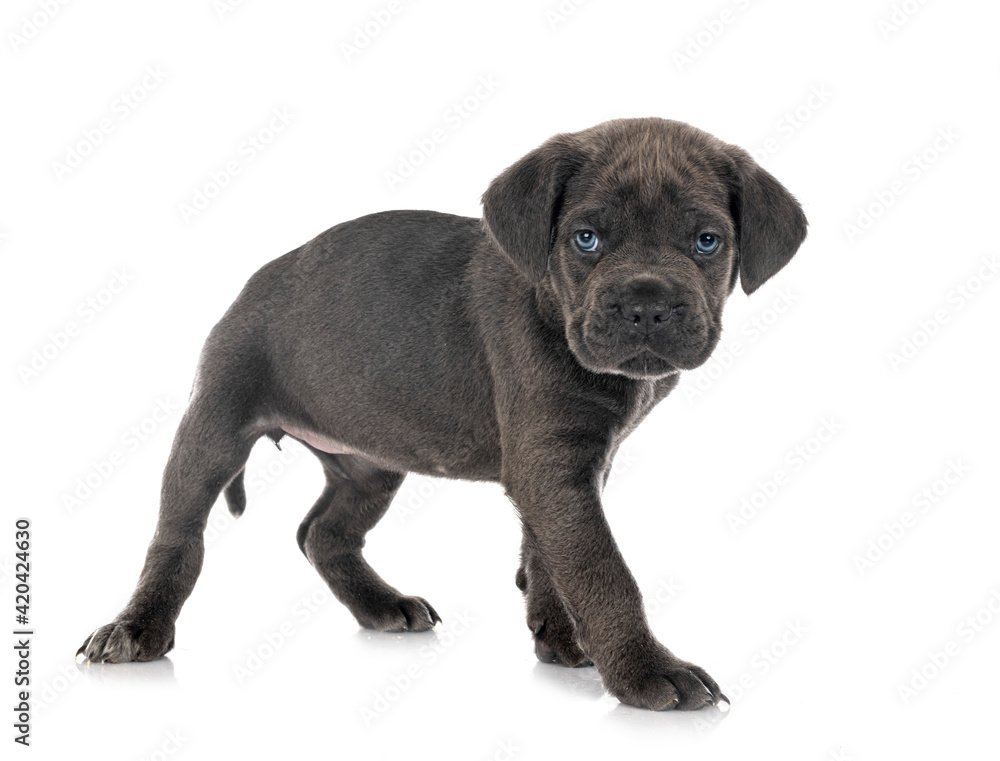 puppy cane corso puppy cane corso