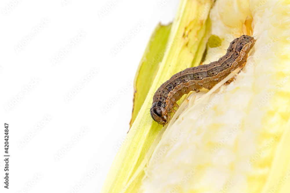 Fototapeta premium Fall armyworm on damaged corn with excrement.