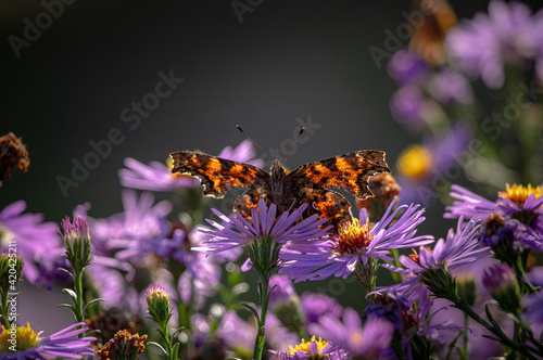 A butterfly on a purple graceful flower. 