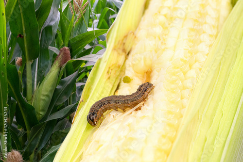Fall armyworm on damaged corn with excrement.