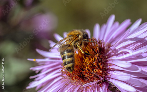 A bee on a flower collects nectar.