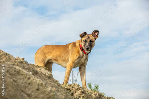 Portrait of a young brown Malinois on cliff looking down with focused eyes and ears against a sky with clouds veil