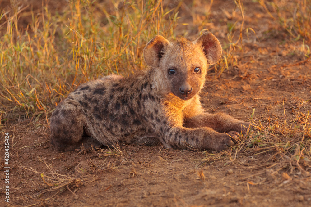 Fototapeta premium Spotted hyena (Crocuta crocuta) cub lying on the ground in warm late afternoon light