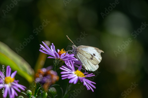 A butterfly on a purple graceful flower. 