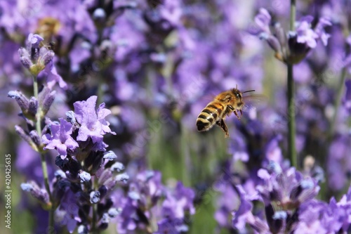 Biene umgeben von Lavendel